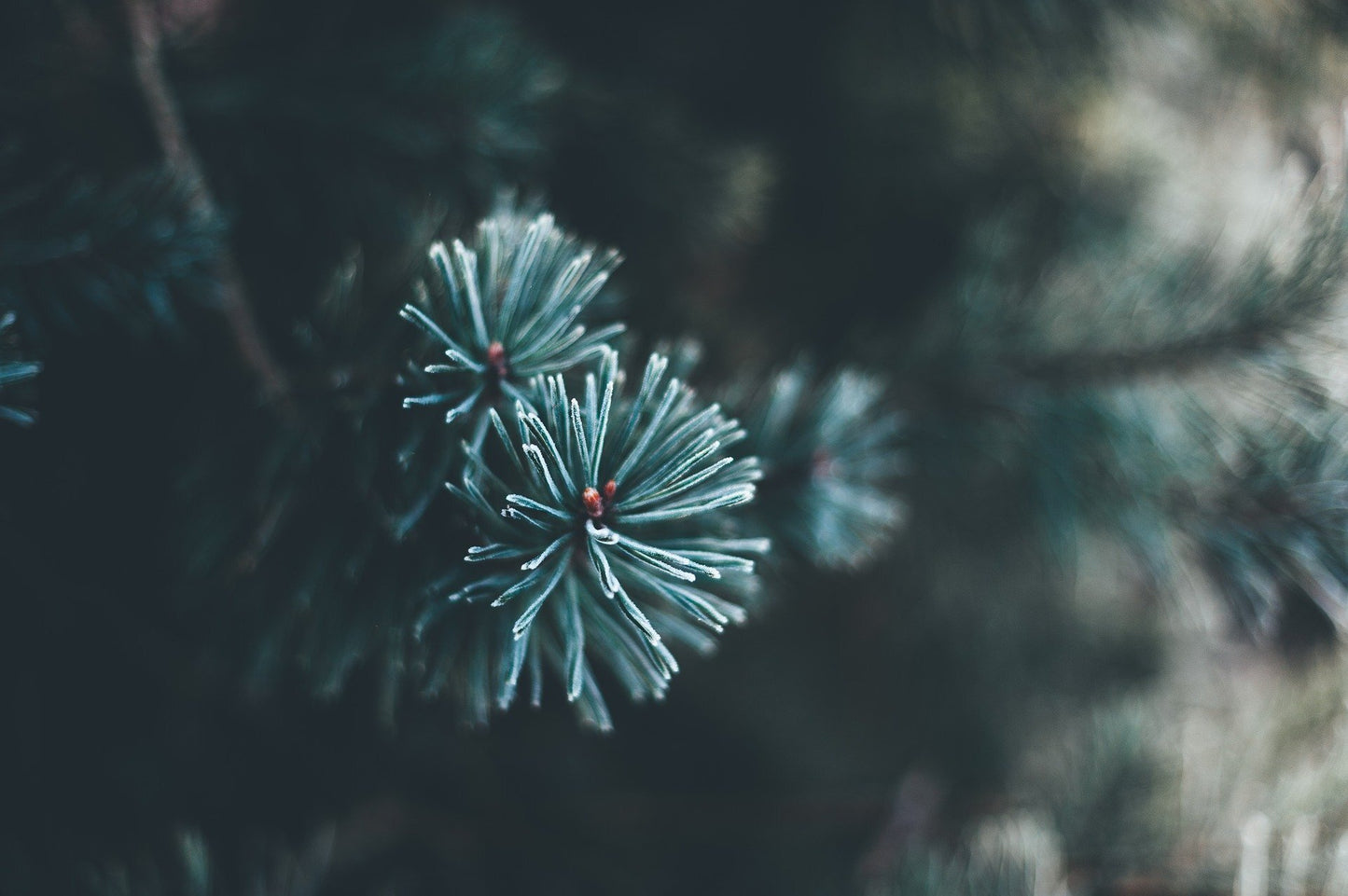 Winter Wreath